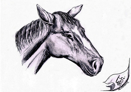 Cartoon: Pferd 2012 (medium) by swenson tagged pferd,animal,horse,2012,tier