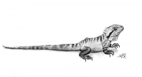 Cartoon: Physignathus lesueurii (medium) by swenson tagged animals,reptil,echse,agame,drgon,drache,wasser,water