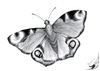 Cartoon: Aglais Io (small) by swenson tagged butterfly insect animal tier schmetterling insekt