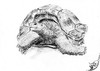 Cartoon: Aldabrachelys (small) by swenson tagged turtle animal schildkröte sychellen austerben bedroht wwf roteliste tier panzer