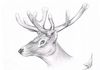 Cartoon: Cervidae (small) by swenson tagged hirsch deer wild tier animal wildlife 2011