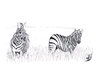Cartoon: Equus quagga (small) by swenson tagged steppenzebra,zebra,afrika