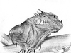 Cartoon: Iguana iguana rhinolopha (small) by swenson tagged animal,animals,tier,reptile,reptilien,echse,iguana,leguan