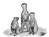 Cartoon: Suricata suricatta (small) by swenson tagged animals,suricate,mongoose,mangusten,afrika,africa,tiere