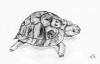 Cartoon: Testudo hermanni (small) by swenson tagged turtle,schildkröte,animals
