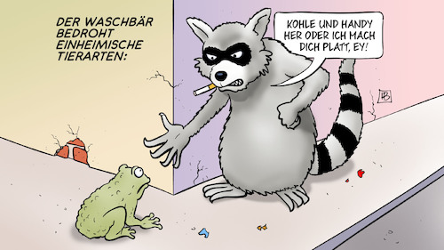 Waschbär