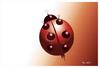 Cartoon: kamikaze !.. (small) by ismail dogan tagged ladybug
