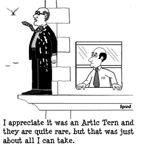 Cartoon: Artic Tern (medium) by cartoonsbyspud tagged hr,spud,cartoon,it,marketing,outsourced,life,office,recruitment,taylor,paul,business,finance