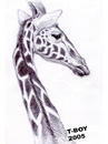 Cartoon: GIRAFFE (small) by T-BOY tagged giraffe