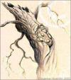 Cartoon: Tree spirit (small) by Ingemar tagged trees,spirits