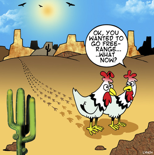 Cartoon: What now? (medium) by toons tagged free,range,eggs,chickens,chooks,hens,free,range,eggs,chickens,chooks,hens