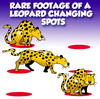 Cartoon: rare footage (small) by toons tagged leopard,changing,your,spots,cats,felines,habits,africa,footage,rare
