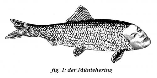 Cartoon: Der Müntehering (medium) by prinzparadox tagged franz,müntefering,spd,hering