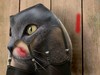 Cartoon: Pussycat (small) by willemrasingart tagged cats