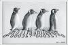 Cartoon: Abbey Road (small) by Penguin_guy tagged penguins,pinguine,pets,tiere,animals,beatles