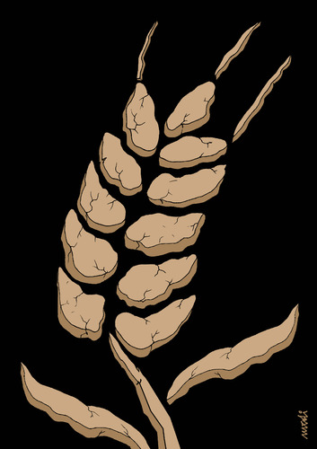 Cartoon: african wheat (medium) by Medi Belortaja tagged african,wheat