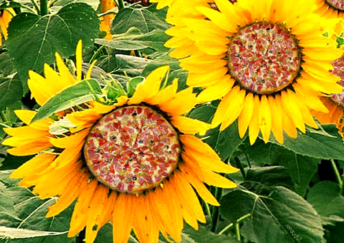Cartoon: pizzaflowers (medium) by Medi Belortaja tagged sunflowers,food,flowers,pizza