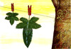 Cartoon: Adam  Eve (small) by Medi Belortaja tagged adam,eve,leaf,leaves,drawers,drying