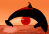 Cartoon: sunset (small) by Medi Belortaja tagged sunset whales orca