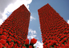 Cartoon: Twin Flowers (small) by Medi Belortaja tagged twin towers flowers buildings poppy esteem remembrance terror terrorism 11 september anniversary