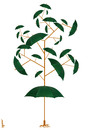 Cartoon: umbrella tree (small) by Medi Belortaja tagged umbrella,tree