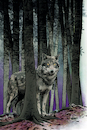 Cartoon: Wolf (small) by Schwarwel tagged wolf,wölfe,tier,tiere,natur,raubtier,rudel