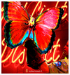 Cartoon: butterbeast 5 (small) by edda von sinnen tagged schmetterling,butterfly,butterbeast,butterbiest,rotlicht,zenundsenf,zensenf,zenf,andi,walter,redlight,illustration,edda,von,sinnen