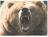 Bär-bear-ours-urs-熊-تحمل-kantaa-Медведь-medve  